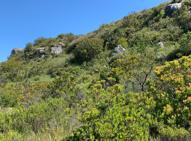 Flora on Table Mountain